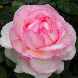 Оноре де Бальзак_0x160 Любимый сад